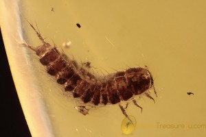 AQUATIC ? Staphylinoid Beetle Larvae Inclusion BALTIC AMBER 2100