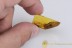 CUPEDIDAE Cupes RETICULATED BEETLE Fossil BALTIC AMBER 2101