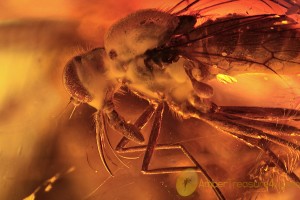 RHAGIONIDAE Blood Sucking Snipe Fly & More BALTIC AMBER 2119