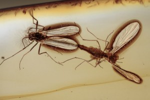 CHIRONOMIDAE 100% Mating True MIdges BALTIC AMBER 2121