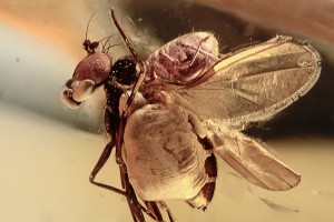 Phoretic Parasitic Mite on Dolichopodidae Fly BALTIC AMBER 2122