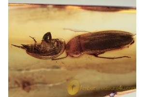 MELANDRYIDAE & MORDELLIDAE BEETLES in BALTIC AMBER 1293