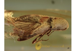 Spread Wings CLICK BEETLE in BALTIC AMBER 1294