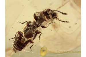 SALPINGIDAE Narrow-Waisted Bark Beetle & SCOLYTID BALTIC AMBER 1295