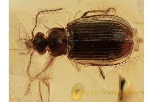 Great Ground Beetle CARABIDAE LEBIINI in BALTIC AMBER 1297