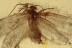LEPIDOPTERA Moth w Phoretic Mites BALTIC AMBER 2136