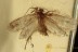 LEPIDOPTERA Moth w Phoretic Mites BALTIC AMBER 2136