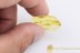 LEPIDOPTERA Tiny Caterpillar Moth Inclusion BALTIC AMBER 2133