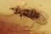 CURCULIONIDAE Cossoninae Weevil Snout Bark Beetle BALTIC AMBER 2157