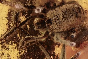 OPILIONE Harvestmen Spiny Pedipalps BALTIC AMBER 2173