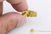 EOHELEA Well Preserved Biting Midge BALTIC AMBER 2177