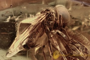 PIPUNCULIDAE Big-Headed FLY w Piercer like Ovipositor BALTIC AMBER 2185