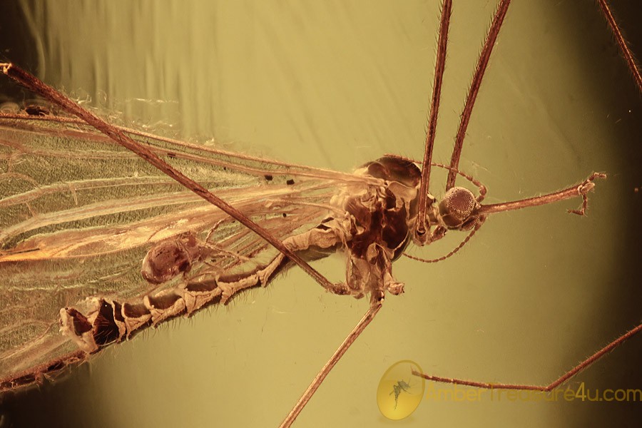 LIMONIIDAE Helius Crane Fly & Phoretic Mite BALTIC AMBER 2186