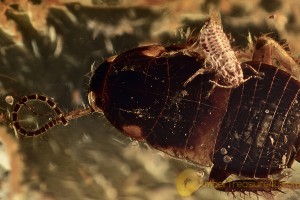 BLATTODEA Cockroach & Aphid On it in BALTIC AMBER 2188