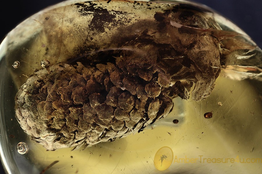 PINACEAE Great Large Pine Cone Fossil BALTIC AMBER 2196