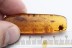 Clethraceae Large FLOWER on Twig Inclusion BALTIC AMBER 2201