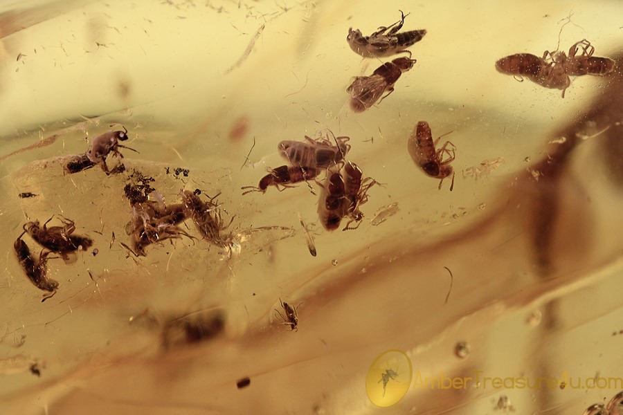 STAPHYLINIDAE Phloeocharinae SWARM of 16 Rove Beetles BALTIC AMBER 2206 STAPHYLINIDAE Phloeocharinae SWARM of 16 Rove Beetles BALTIC AMBER 2206