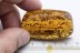 CLERIDAE Large Checkered Beetle Inclusion BALTIC AMBER 2215