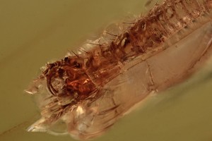 ADEPHAGA Predaceous Beetle Larvae Inclusion BALTIC AMBER 2225