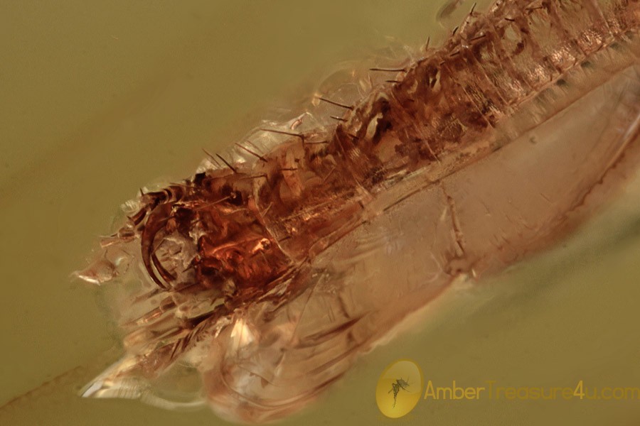 ADEPHAGA Predaceous Beetle Larvae Inclusion BALTIC AMBER 2225 ADEPHAGA Predaceous Beetle Larvae Inclusion BALTIC AMBER 2225