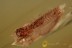ADEPHAGA Predaceous Beetle Larvae Inclusion BALTIC AMBER 2225