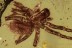 ARANEAE Large Nice Spider Fossil Inclusion BALTIC AMBER 2238