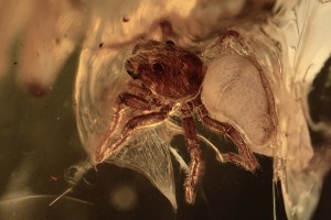 SALTICIDAE NIce Jumping Spider Fossil BALTIC AMBER 2244