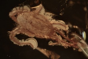 TROMBIDIIDAE Large Velvet Mite Inclusion BALTIC AMBER 2243