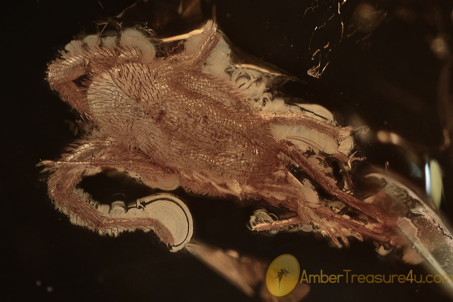 TROMBIDIIDAE Large Velvet Mite Inclusion BALTIC AMBER 2243