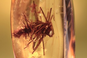 LEPIDOPTERA Huge CASE & Larva Inside it BALTIC AMBER 2254