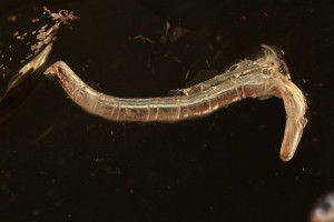 NEMATOCERA Worm-like Gnat Larvae BALTIC AMBER 2255