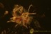 PARASITIC Mite on Aphid Fossil Inclusion BALTIC AMBER 2261
