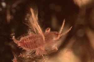 THYSANOPTERA Superb Thrip & LEPIDOPTERA in BALTIC AMBER 2265