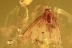 THYSANOPTERA Superb Thrip & LEPIDOPTERA in BALTIC AMBER 2265