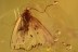 THYSANOPTERA Superb Thrip & LEPIDOPTERA in BALTIC AMBER 2265