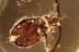 ARADIDAE Perfect Preserved Flat Bug Inclusion BALTIC AMBER 2272