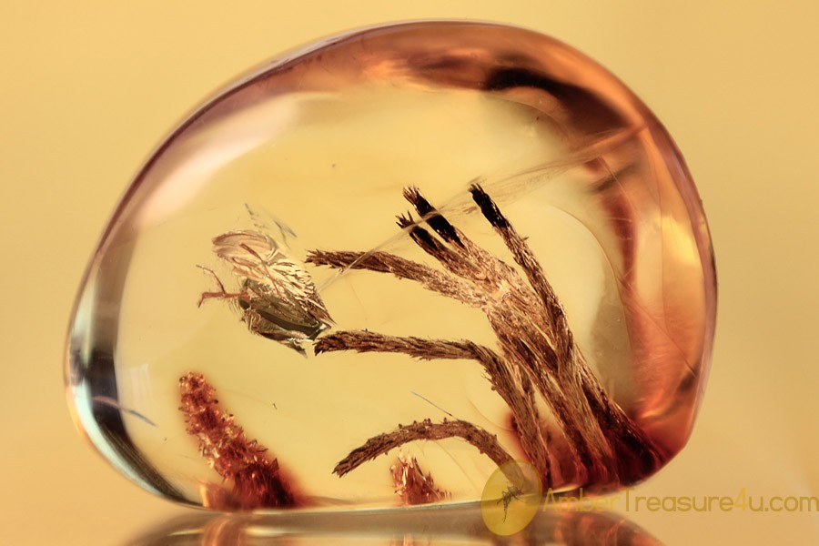 BRYOPHYTA Superb Moss Twigs Inclusion BALTIC AMBER 2284 BRYOPHYTA Superb Moss Twigs Inclusion BALTIC AMBER 2284