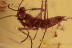  MANTODEA Superb Praying Mantis Nymph BALTIC AMBER 2283