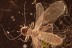 PSOCOPTERA Perfect Spread Wings Booklice BALTIC AMBER 2282
