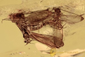 TRICHOPTERA 100% Mating Caddisflies Inclusion BALTIC AMBER 2291