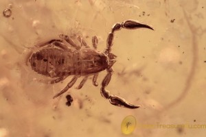 NEOBISIDAE Pseudoscorpion Fossil Inclusion BALTIC AMBER 2293