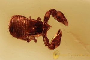 NEOBISIDAE Nice Tiny Pseudoscorpion BALTIC AMBER 2294