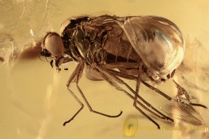 RHAGIONIDAE Metamorphozis Just Emerged Fly BALTIC AMBER 2309