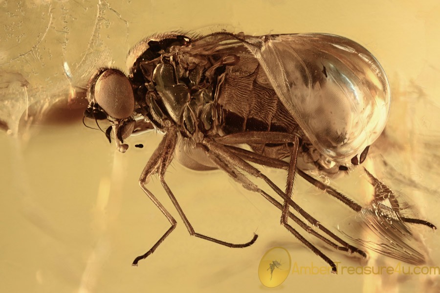RHAGIONIDAE Metamorphozis Just Emerged Fly BALTIC AMBER 2309 RHAGIONIDAE Metamorphozis Just Emerged Fly BALTIC AMBER 2309