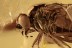 RHAGIONIDAE Metamorphozis Just Emerged Fly BALTIC AMBER 2309