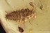 SISYRIDAE Aquatic Neuroptera Larvae Extremely Rare BALTIC AMBER 2380