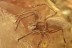 SEGESTRIIDAE Superb Tube-dwelling Spider BALTIC AMBER 2382