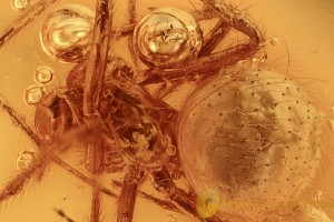 SYNOTAXIDAE Acrometa Spider & Bubbles BALTIC AMBER 2383