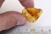 TROCHANTERIIDAE Sosybius Superb Spider BALTIC AMBER 2384