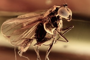 Parasitic Mite suck to Long Legged Fly BALTIC AMBER 2312